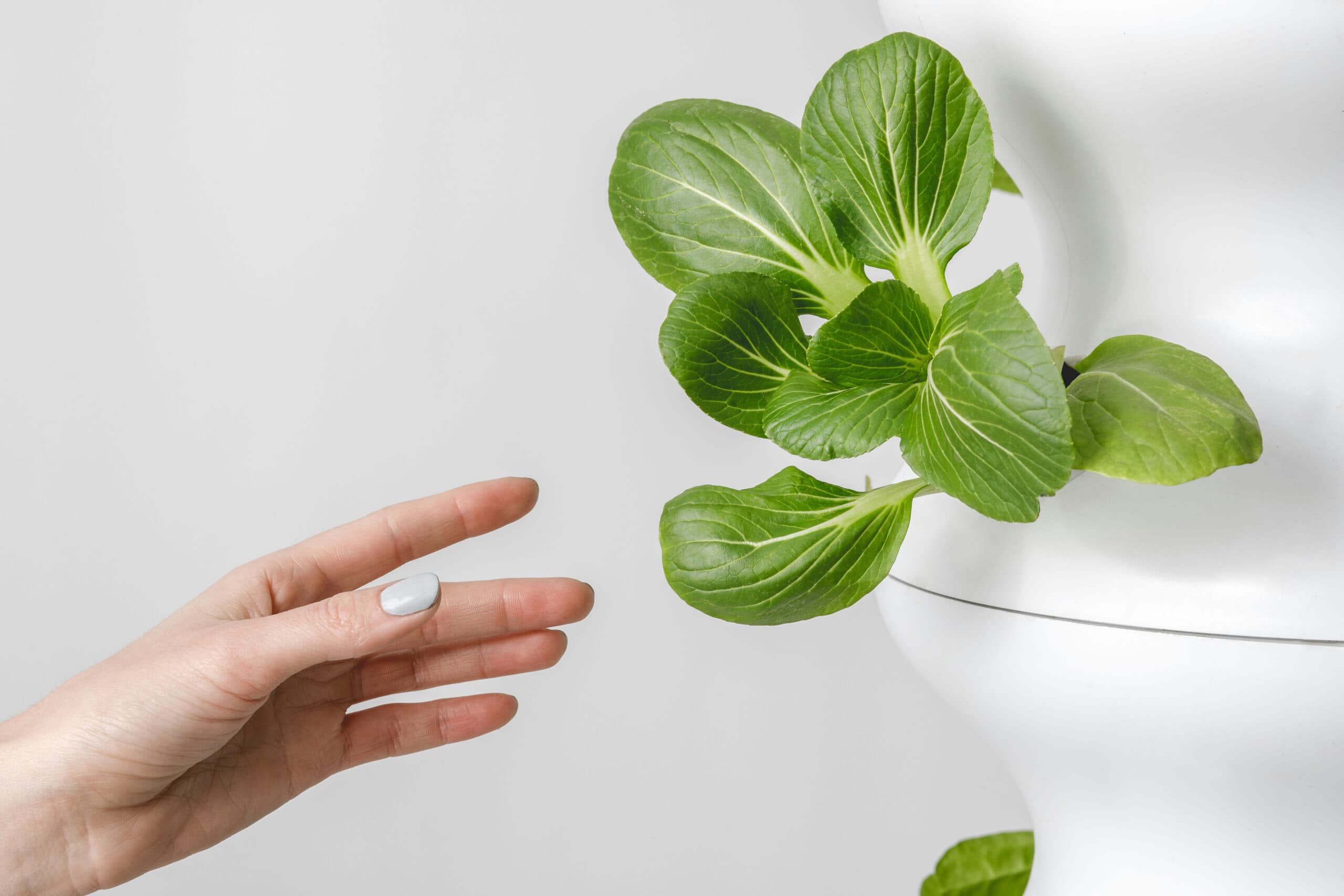 Female hand with white painted finger nails reaching for a lettuce leaf in a white hydroponic garden, all against a white wall background.