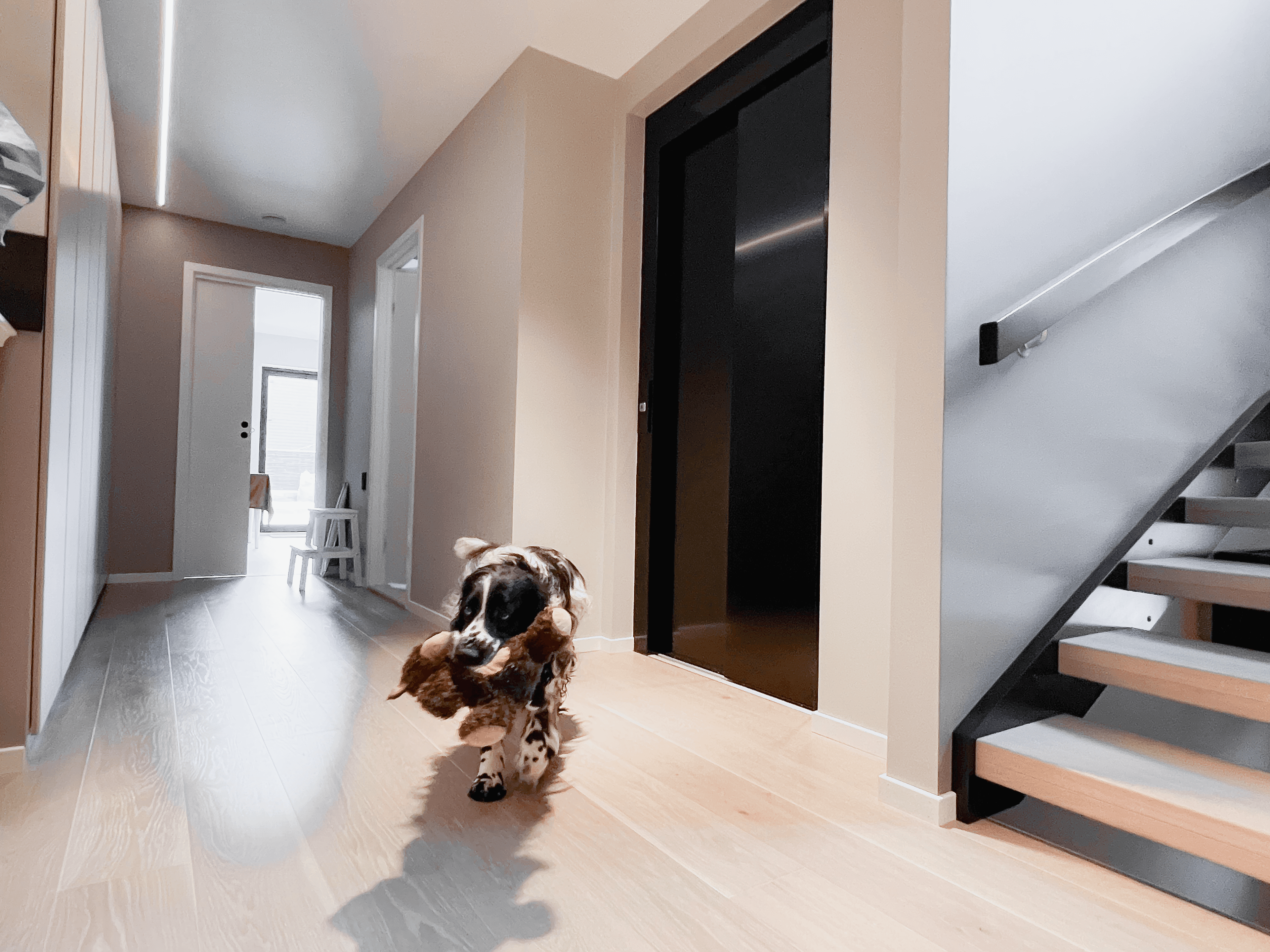 Hunden koser seg med et kosedyr i 2.etasje