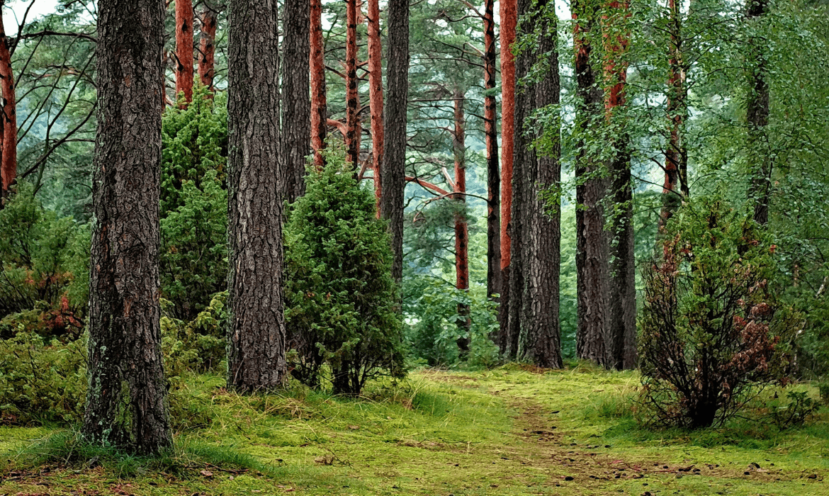 Photo of woods