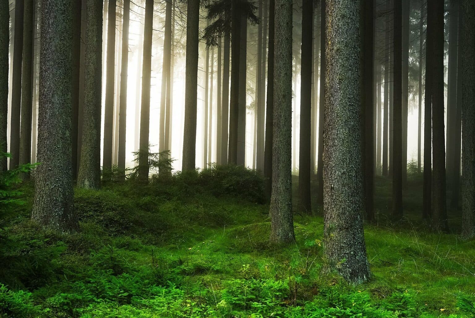 Foret